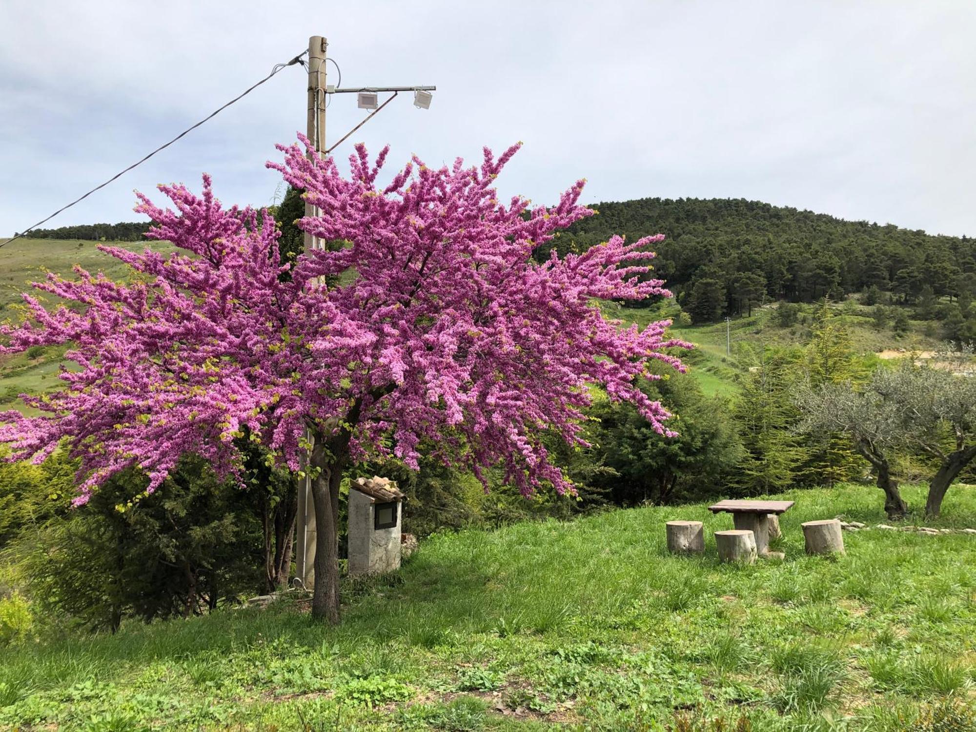 Agriturismo Serra Moneta Santo Stefano Quisquina Exterior foto